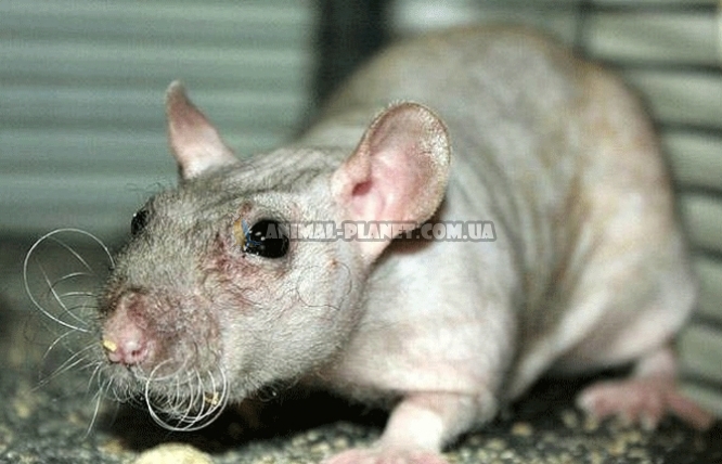 Лысая крыса дамбо (67 фото)